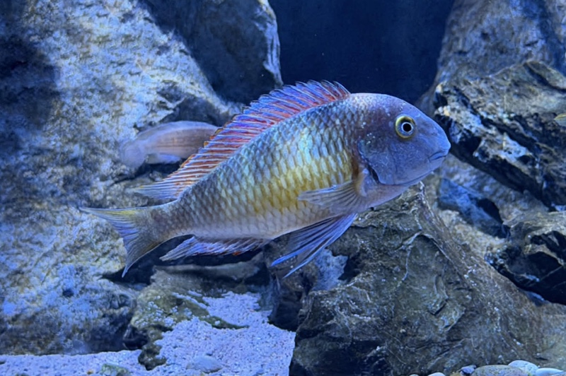 Tropheus moorii 'Kantalamba'
